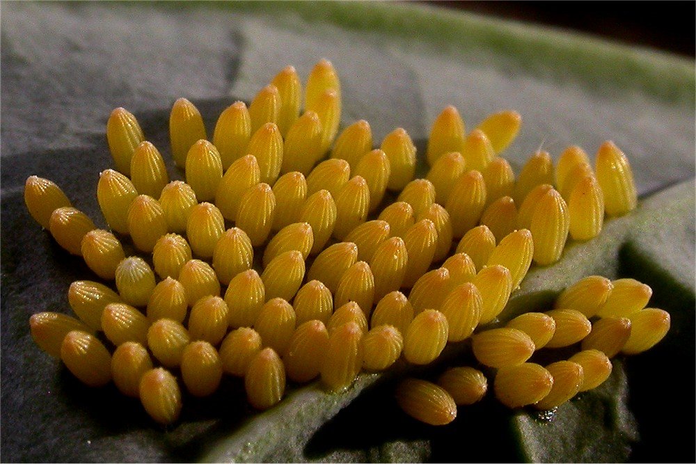 Pieris brassicae